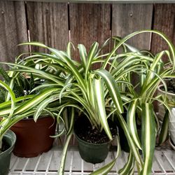 Spider Hanging Plants $12 each One
