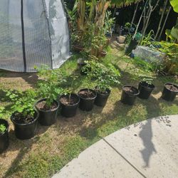 Organic Moringa (Malungay) - Different Sizes