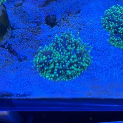 Green Mushroom Coral