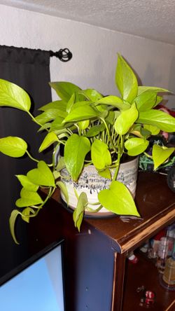 Neon Pothos