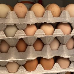 Eggs 