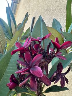 burgundy plumeria cuttings