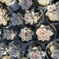 Variegated Purple Delight 