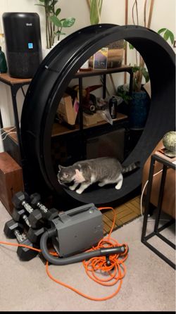 ONE FAST CAT - cat exercise wheel “48 diameter