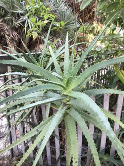Aloe Vera Plant - Live Healthy