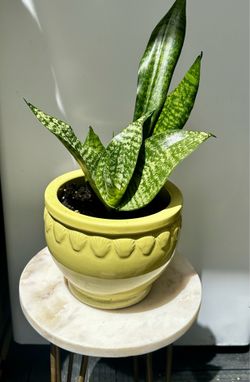 Small glass planter with snake plant