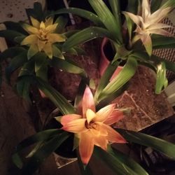 Bromeliad Plants 
