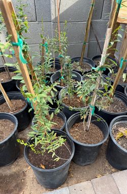Red Pomegranate Trees $25 Each Price Firm