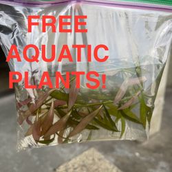 FREE AQUATIC PLANTS - Aquarium, Fish, Tank, Aquascape
