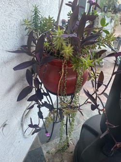Beautiful red terracotta planter