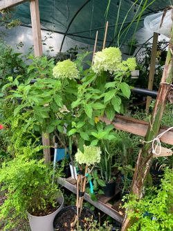 Limelight Panicle Hydrangea shrub