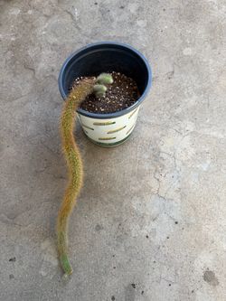 Golden monkey tail cactus