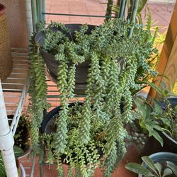 plant
