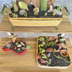 Succulent Arrangement 