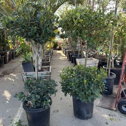 2 Tiers Topiary Bonsai 