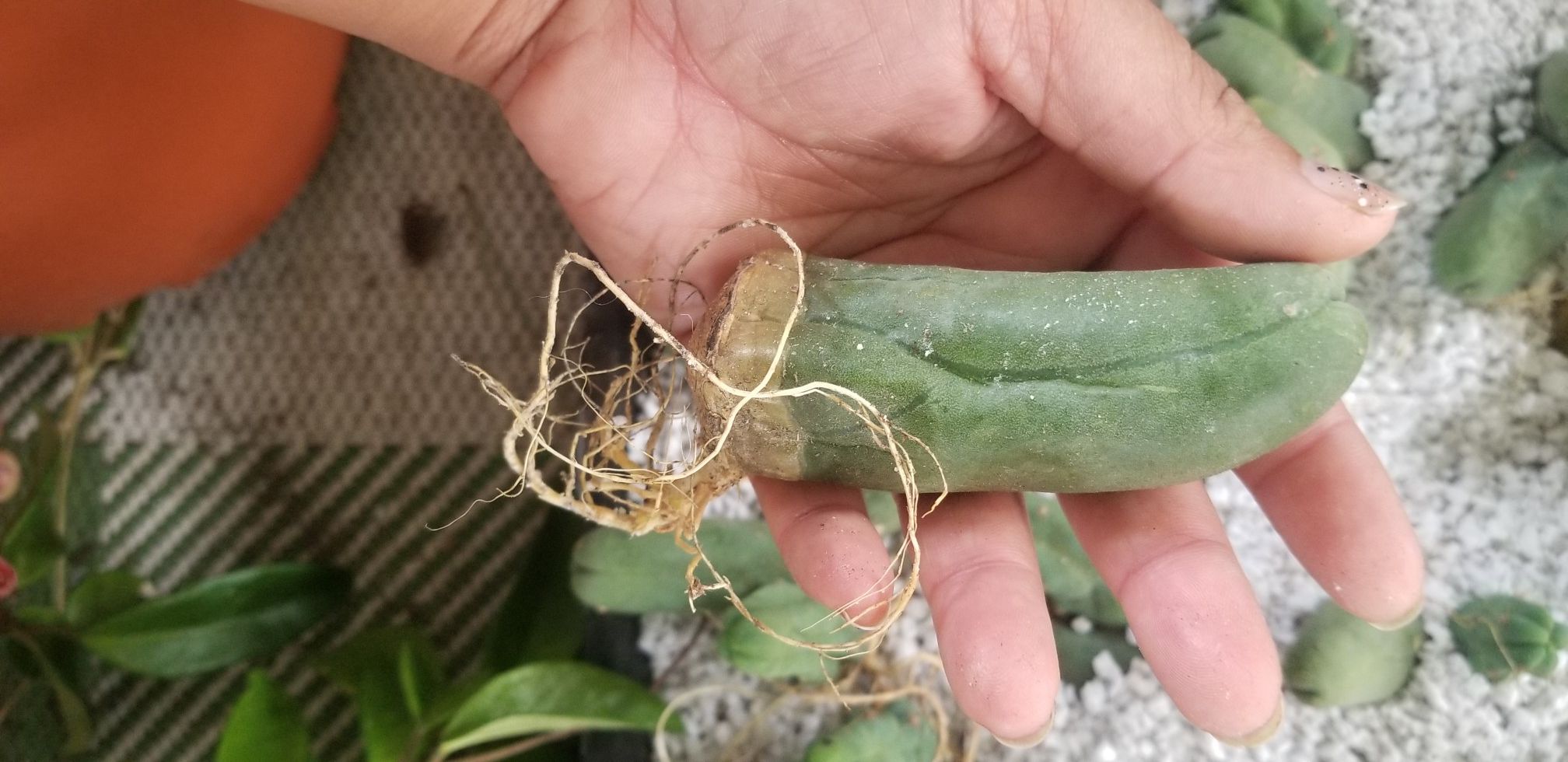 Pen is cactus