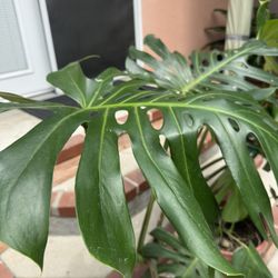 Monstera 