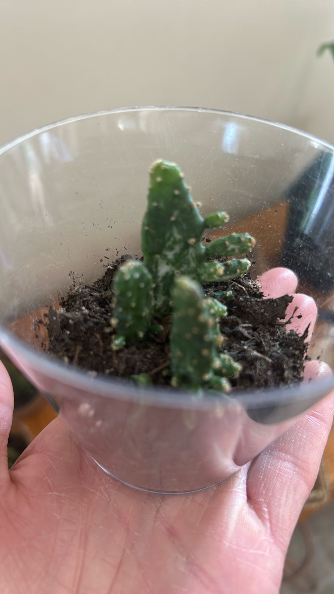 Variegated Joseph’s coat