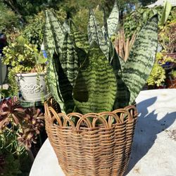 sanseveria snake plant 