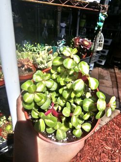 Succulent  plants $5 ea