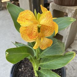 Canna Lily / Cannova Gold Leopard