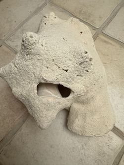 Caribbean Sea Queen Pink Conch Shell 