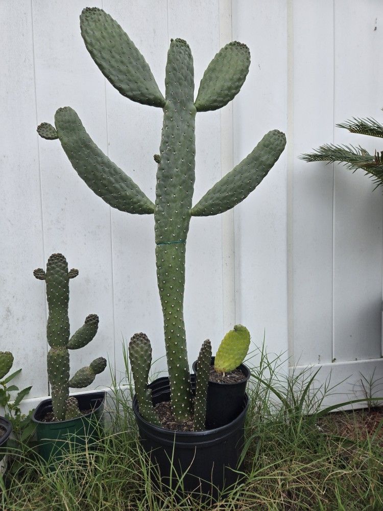 Potted Cactus