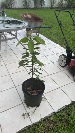 Avocado  three for sale
