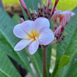 Plumeria Trees For Sale