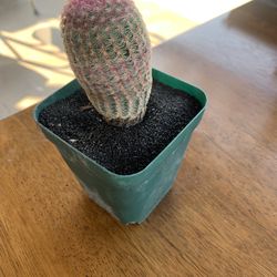 Rainbow Cactus 