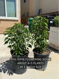 BUSHY CHILTEPIN CHILI PEPPER FLOWERING SOON 🔜