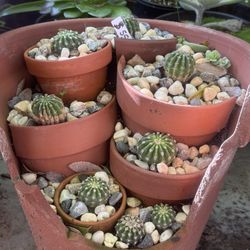 Cactus and Succulents Arrangements 