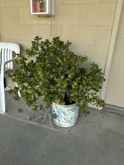Jade plant with painted pot