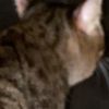 sleepyBFV
