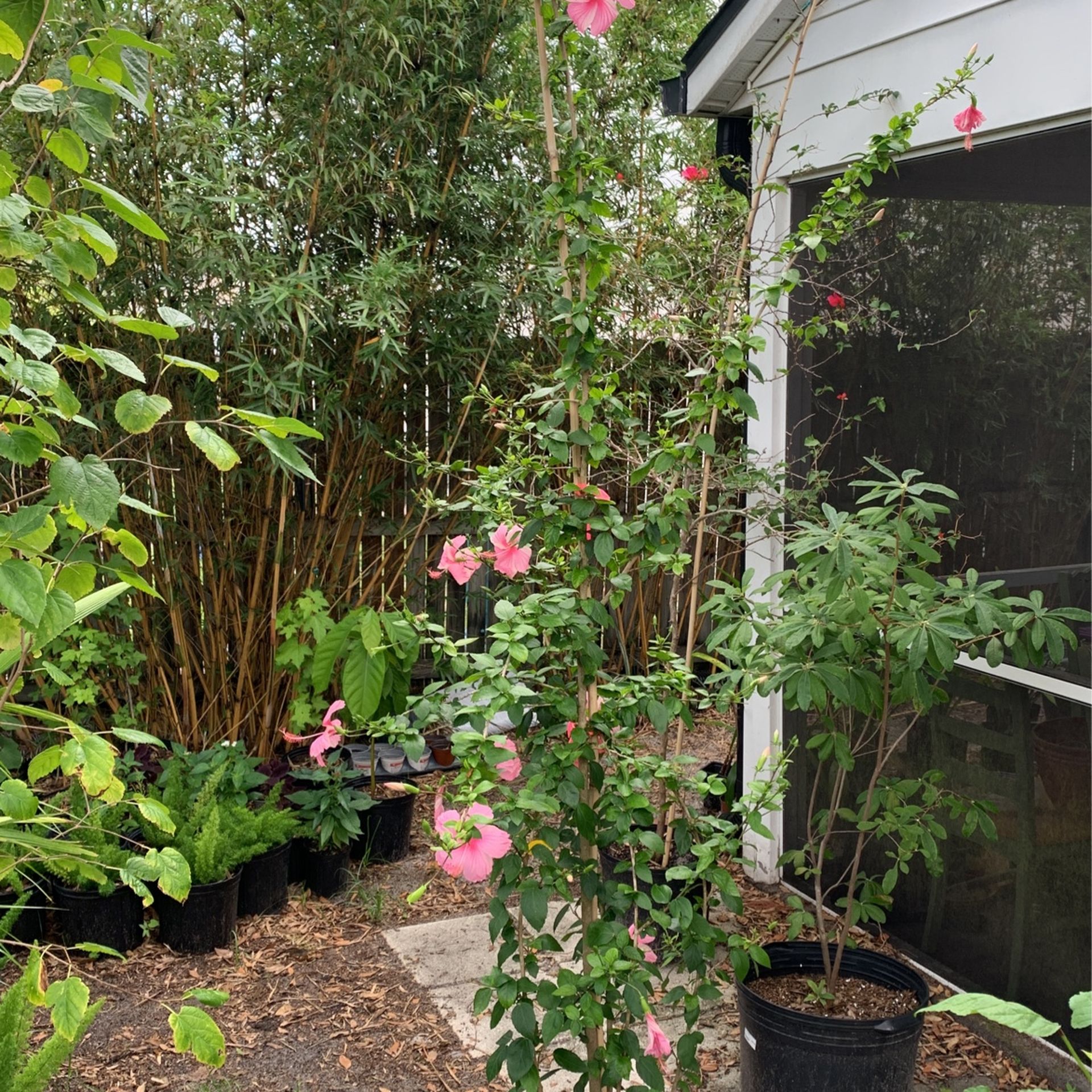 7 Gallon Hibiscus “Anderson Crepe”