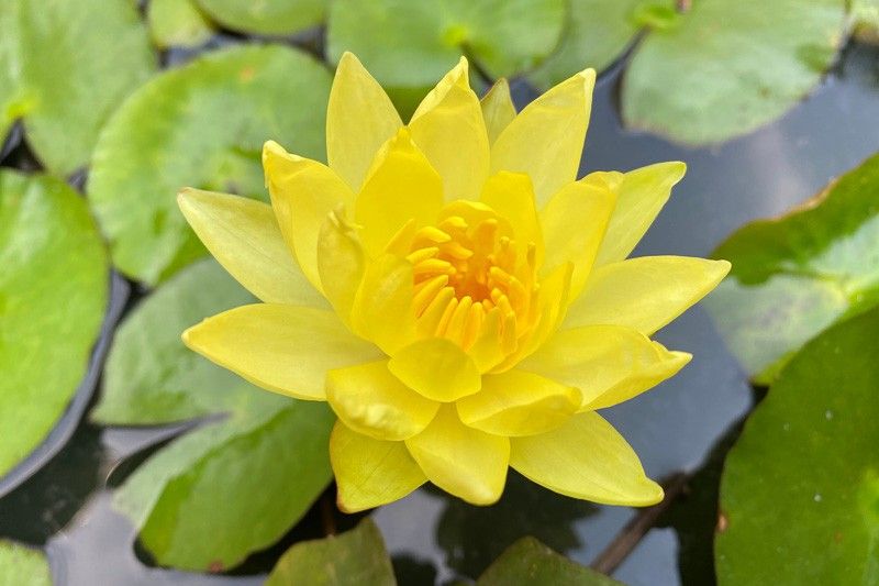 Yellow Water Lily Plant For Ponds, Aquarium Or Fish Tank