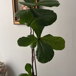 Fiddle Leaf Fig House Plant in 10” Pot