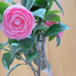 Delicate Shell Pink Camellia Tree