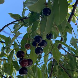 Capulin Mexicano/wild cherry