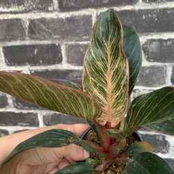 Philodendron Pink Birkin Indoor Plants 