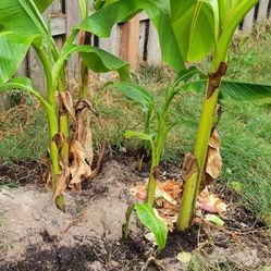 Banana Plants 