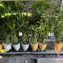 Lucky Bamboo In Ceramic Pot. SPECIAL PRICE 🤩