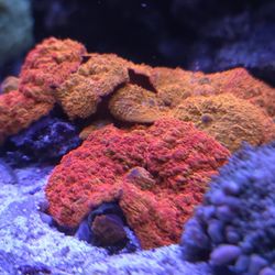 Fake Aquarium Decor