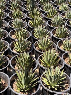Agave blue glow 5 gal