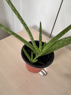 Aloe plant in a nursery pot 🪴