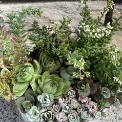 Succulent arrangement in white Ceramic Pot