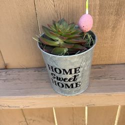 Nice Succulent Arrangement Mother’s Gifts Only $15 Jackson Ridge Ave 