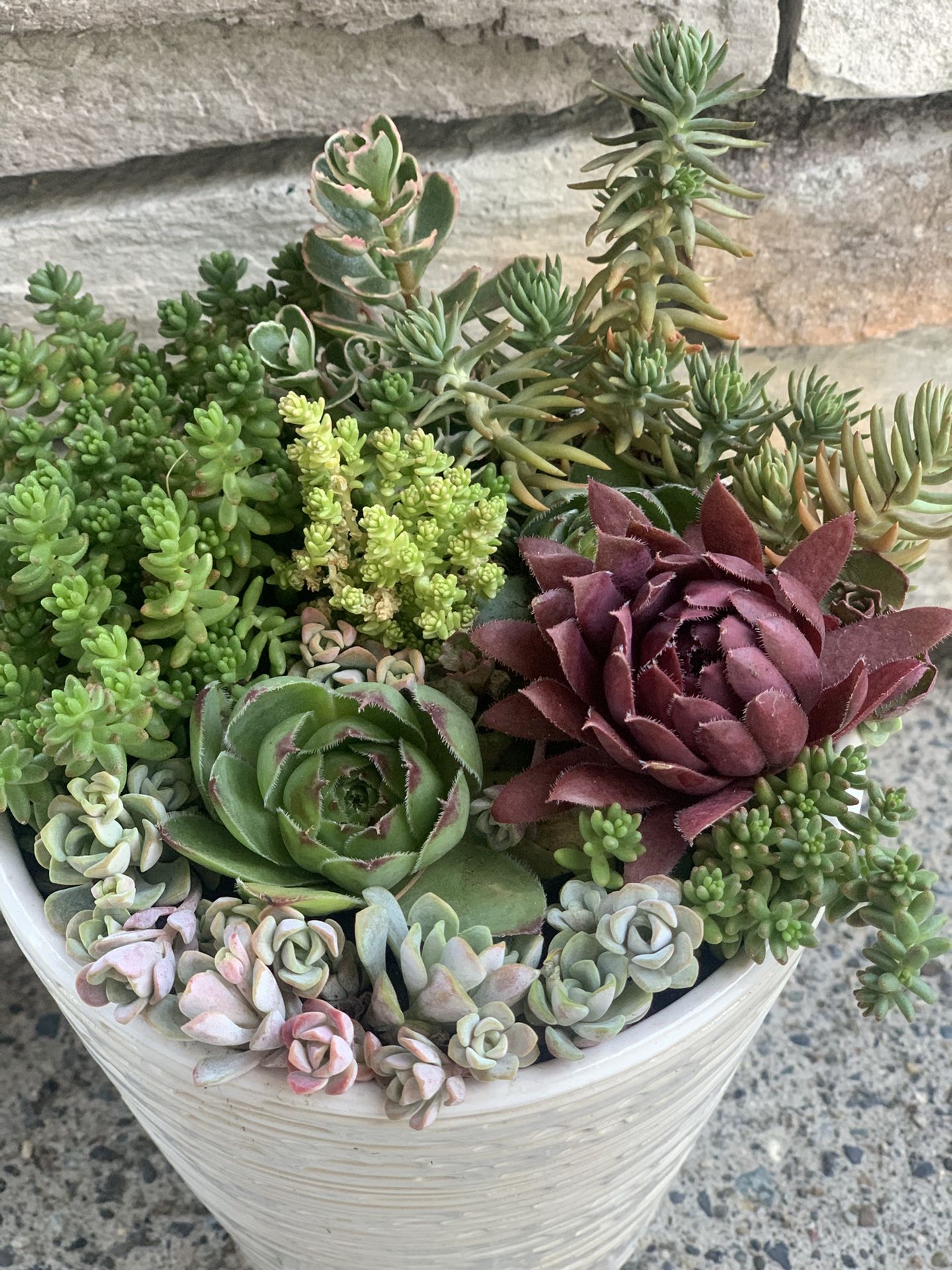Live outdoor succulent arrangement in white ceramic pot