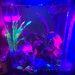 Marineland and 5 gallon aquarium