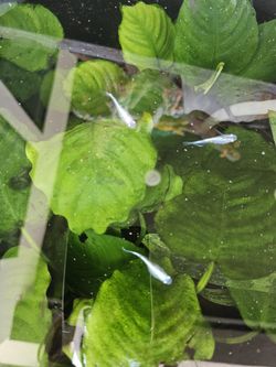 Rice Fish Tank Aquarium Decor